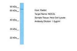 NOC2L Rabbit anti-Human, Polyclonal, Novus Biologicals 0.1 mL | Buy Online | Novus Biologicals | Fisher Scientific